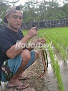 Mancing Belut D Sawah Hari Ini